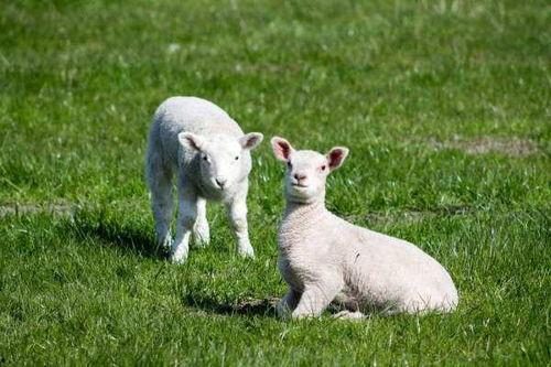 小羊皮明星色,时尚界的璀璨星辉